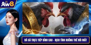 Đá gà trực tiếp