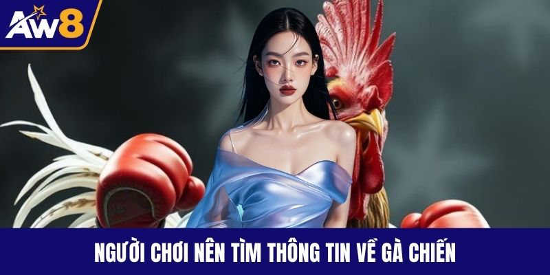 Đá Gà Trực Tiếp Đỉnh Cao – Kịch Tính Không Thể Rời Mắt Người chơi nên tìm thông tin về gà chiến